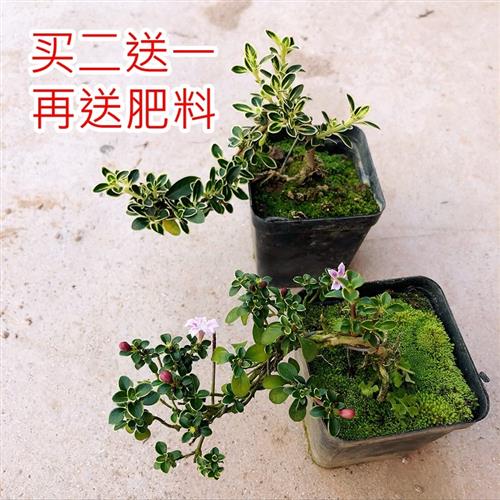 六月雪 金边提根悬崖造型老桩 室内阳台桌面小盆栽迷你植物微盆景