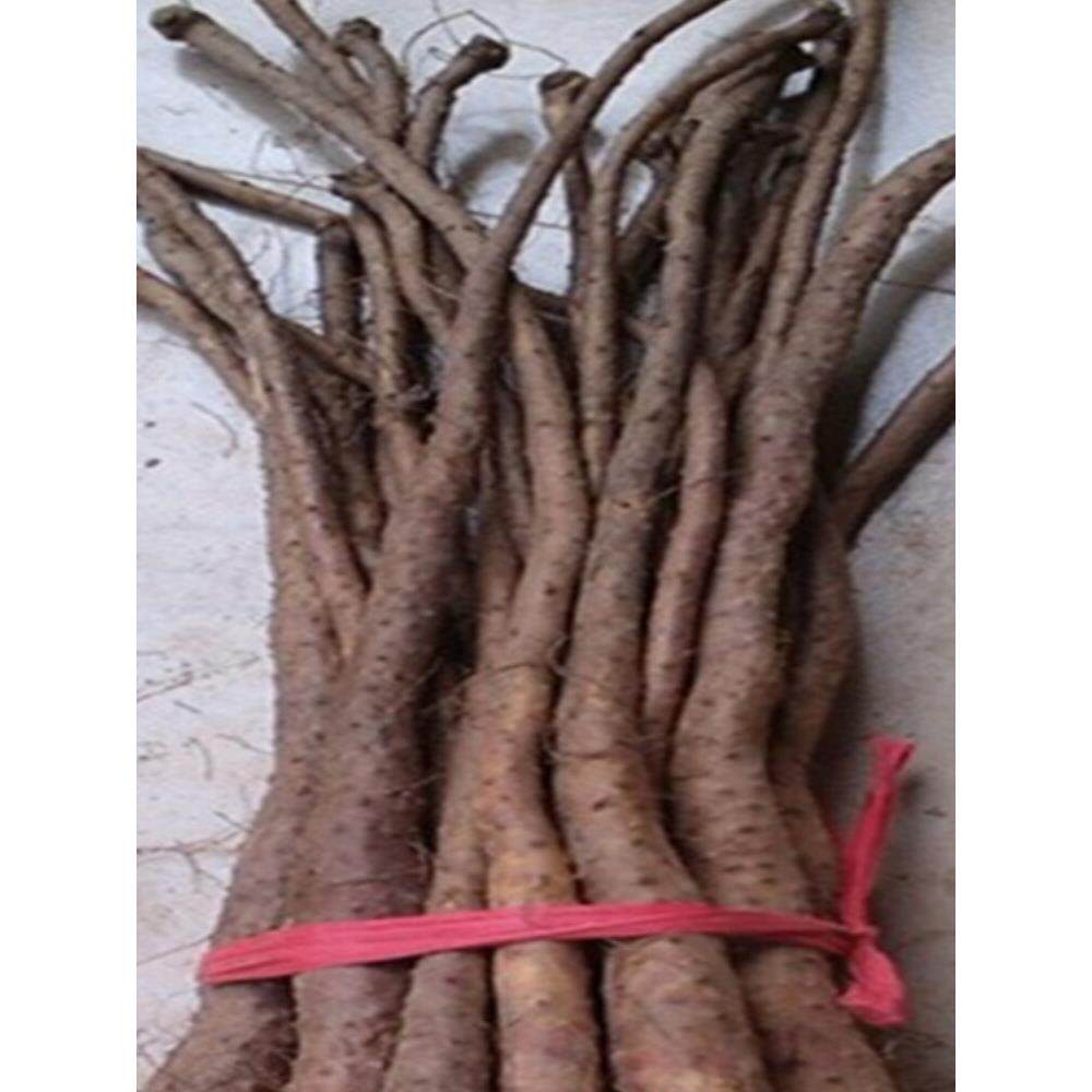 山药苗种子笼头正宗铁棍山药种苗山嘴子当年种当年收菏泽温县可种