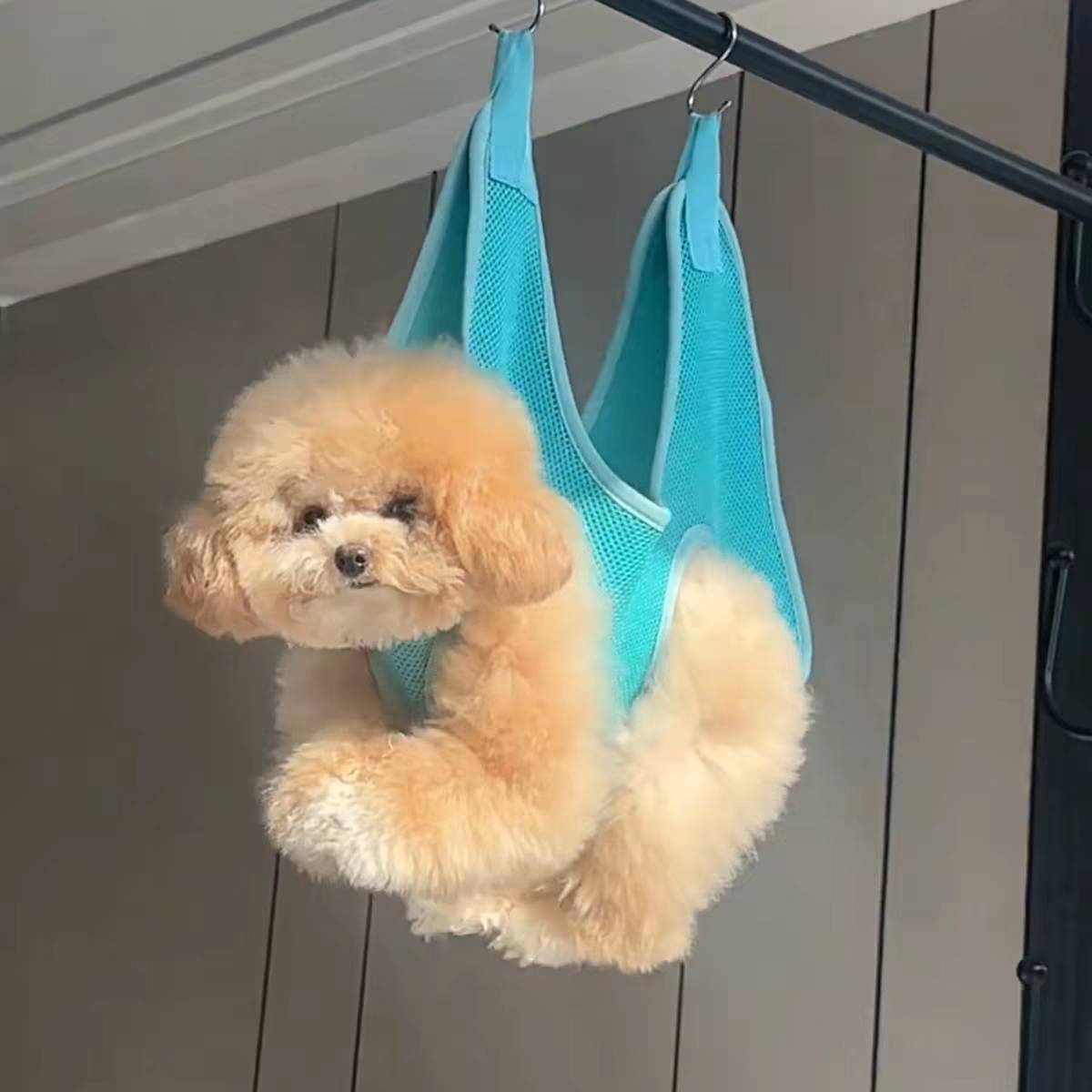 狗狗猫咪洗澡洗脚爪子剪指甲美容