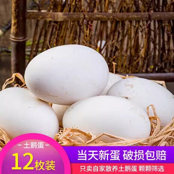 正宗农家土鹅蛋散养鹅孕妇去胎毒鹅蛋草鹅蛋笨鹅蛋新鲜纯粮喂养鹅