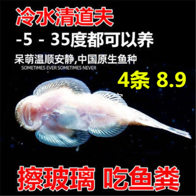 双吸盘吸鳅冷水清洁鱼
