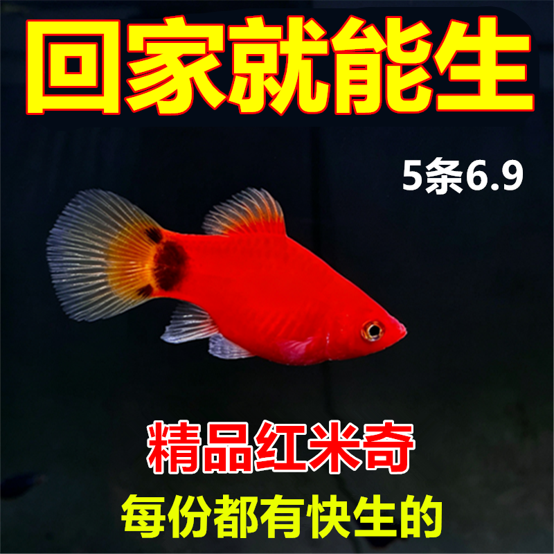 适合新手精品红米奇鱼 直接生下来的就是小鱼胎生鱼小型热带鱼.