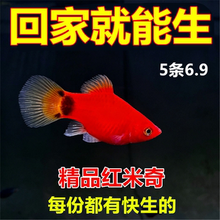 适合新手精品红米奇鱼 直接生下来的就是小鱼胎生鱼小型热带鱼.