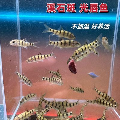 光唇鱼公母混搭淡水石斑