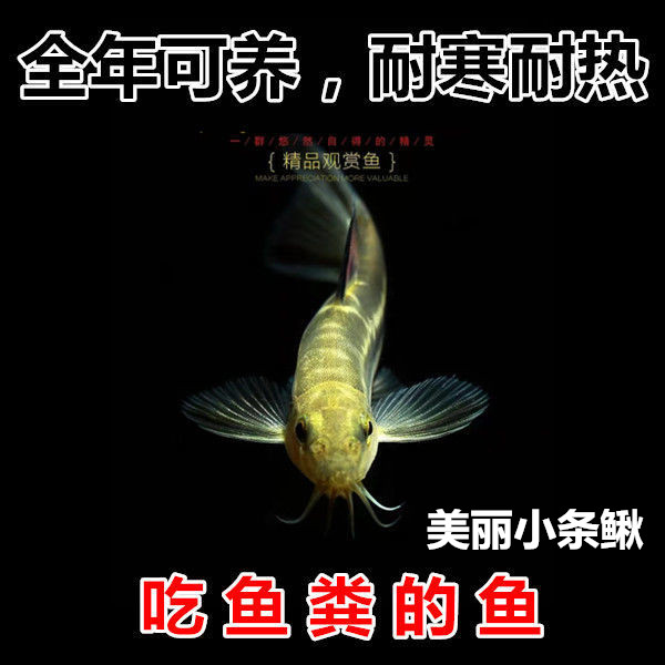 美丽小条鳅 鱼缸工具鱼 吃残渣 吃垃圾吃鱼便 原生冷水鱼观赏鱼