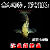美丽小条鳅 原生冷水鱼观赏鱼 吃垃圾吃鱼便 鱼缸工具鱼 吃残渣