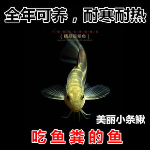 美丽小条鳅 鱼缸工具鱼 吃残渣 吃垃圾吃鱼便 原生冷水鱼观赏鱼