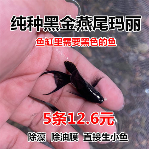 黑玛丽球小型清洁工鱼燕尾