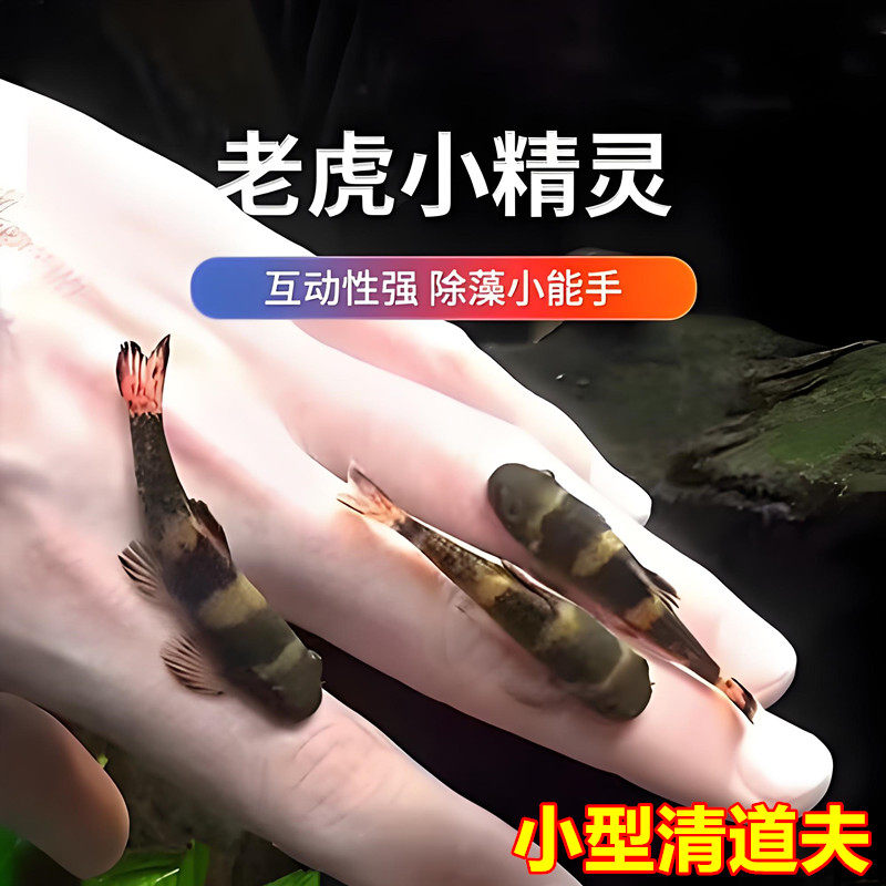 老虎小精灵 熊猫墨头鱼 小型工具鱼除藻鱼 吃残渣垃圾 互动性强