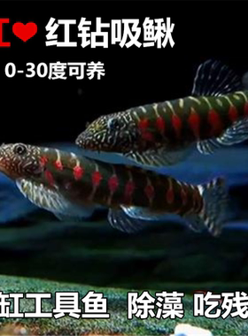 稀有红钻吸鳅 冷水工具鱼 小精灵 清道夫鱼 吃鱼缸残渣 擦玻璃