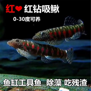 稀有红钻吸鳅 冷水工具鱼 小精灵 清道夫鱼 吃鱼缸残渣 擦玻璃