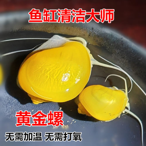 鱼缸清理吃鱼龟粪擦玻璃