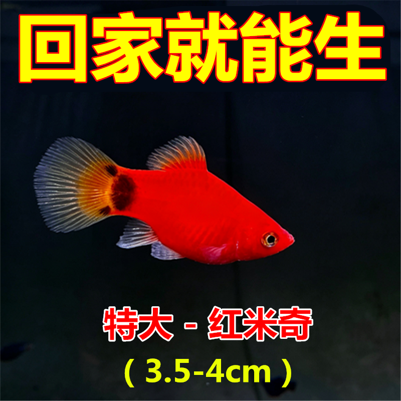 适合新手精品红米奇鱼 直接生下来的就是小鱼胎生鱼小型热带鱼.