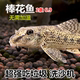 原生冷水清洁鱼 棒花鱼 工具鱼 鱼粪 冷水清道夫 中华鼠鱼 吃残渣