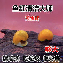 黄金螺 品质淡水螺 鱼缸工具螺 除藻螺 吃鱼粪龟粪擦玻璃吃青苔的