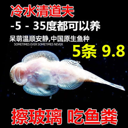 双吸盘冷水吸鳅冷水清洁鱼清道夫鱼鱼缸工具鱼长汀麦氏方式琵琶鱼