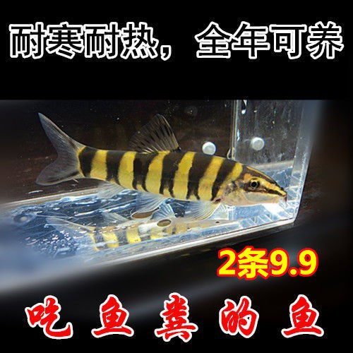 壮体沙鳅中国原生冷水鱼