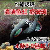 麦氏吸鳅 清洁鱼 擦玻璃 红鳍吸鳅 包邮 冷水清道夫 吃垃圾 彩虹鳍