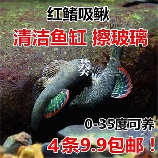 麦氏吸鳅 清洁鱼 擦玻璃 红鳍吸鳅 包邮 冷水清道夫 吃垃圾 彩虹鳍