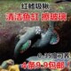麦氏吸鳅 清洁鱼 擦玻璃 红鳍吸鳅 包邮 冷水清道夫 吃垃圾 彩虹鳍