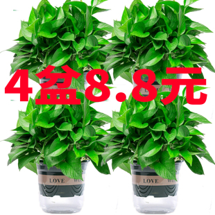 绿萝盆栽室内绿植花卉净化空气除甲醛土培水培植物客厅办公室盆栽