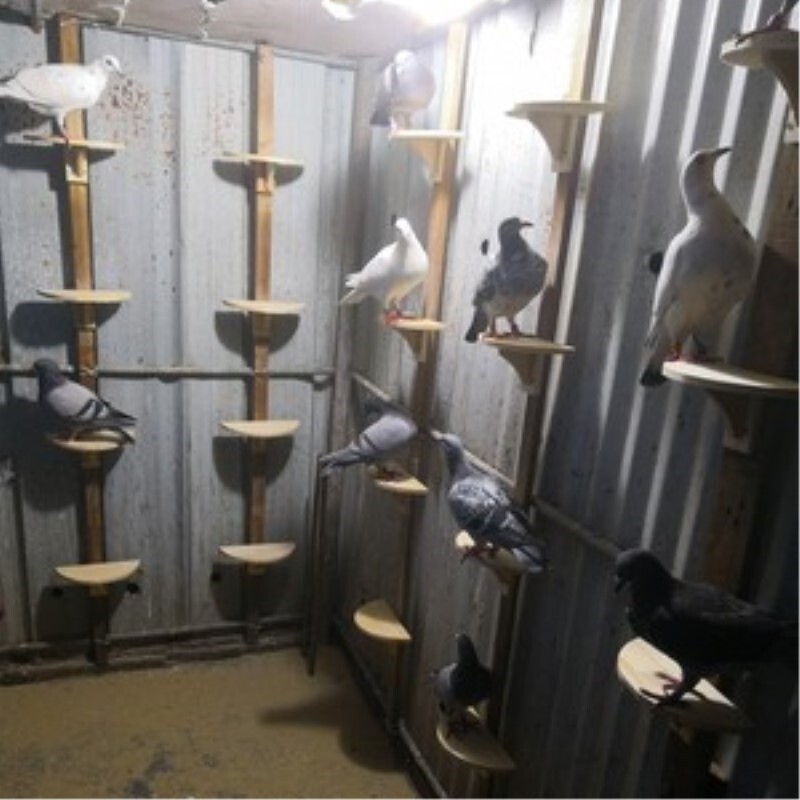 鸽鸽具赛鸽用木质站半圆栖架站架鸽子具站息架鸽信子栖架