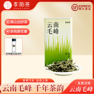 李陌茶云南毛峰茶叶2024新茶明前绿茶一级普洱春茶大叶种茶叶罐装