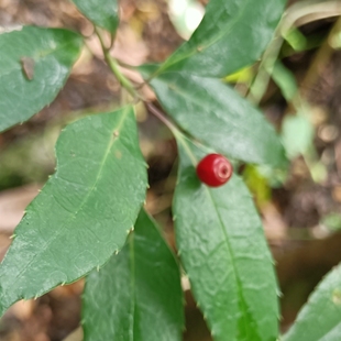 中药材叶上果青荚叶青夹叶 叶上珠叶长花叶上花叶通草生鲜根 全草