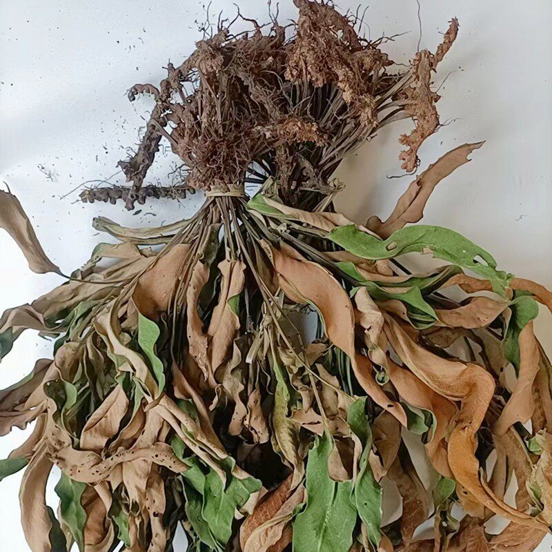 贵州中药材庐山石韦庐山石苇金星草大石韦光板石韦无硫新货全草