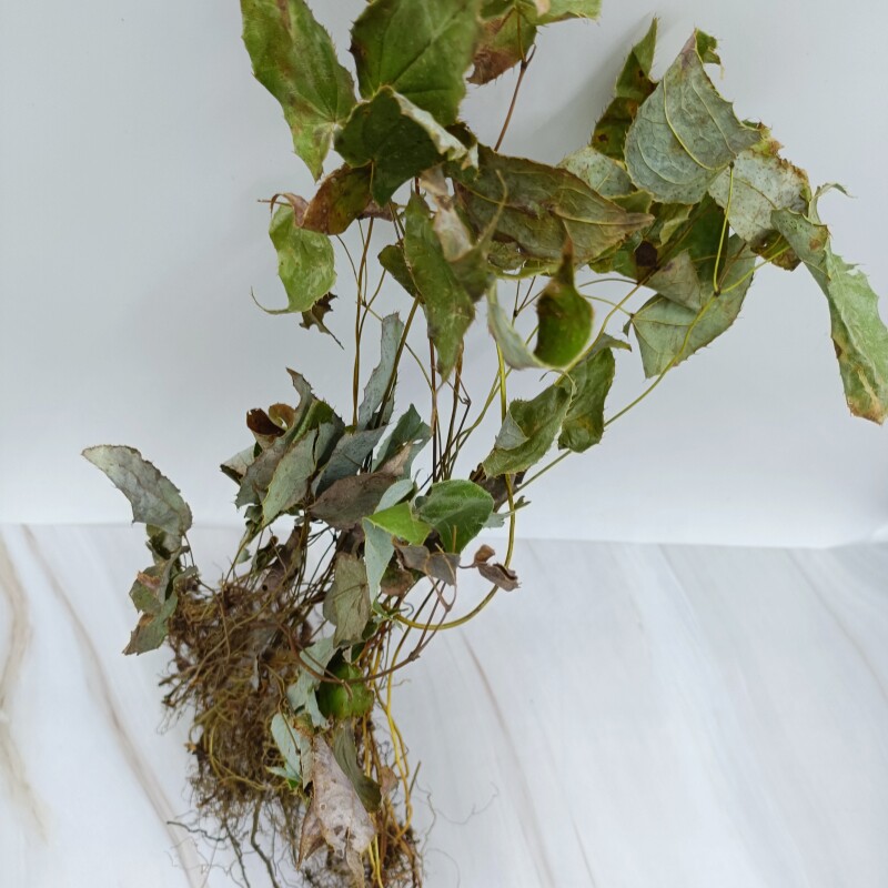 贵州中药材淫羊藿 三枝九叶草干品新货仙灵脾千两斤小圆嫩叶 泡酒