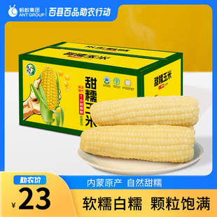 内蒙古敖汉旗白糯玉米1.6kg/1箱