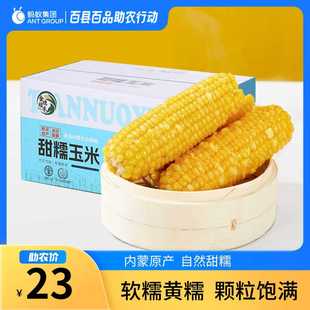 内蒙古敖汉旗黄糯玉米1.6kg/1箱