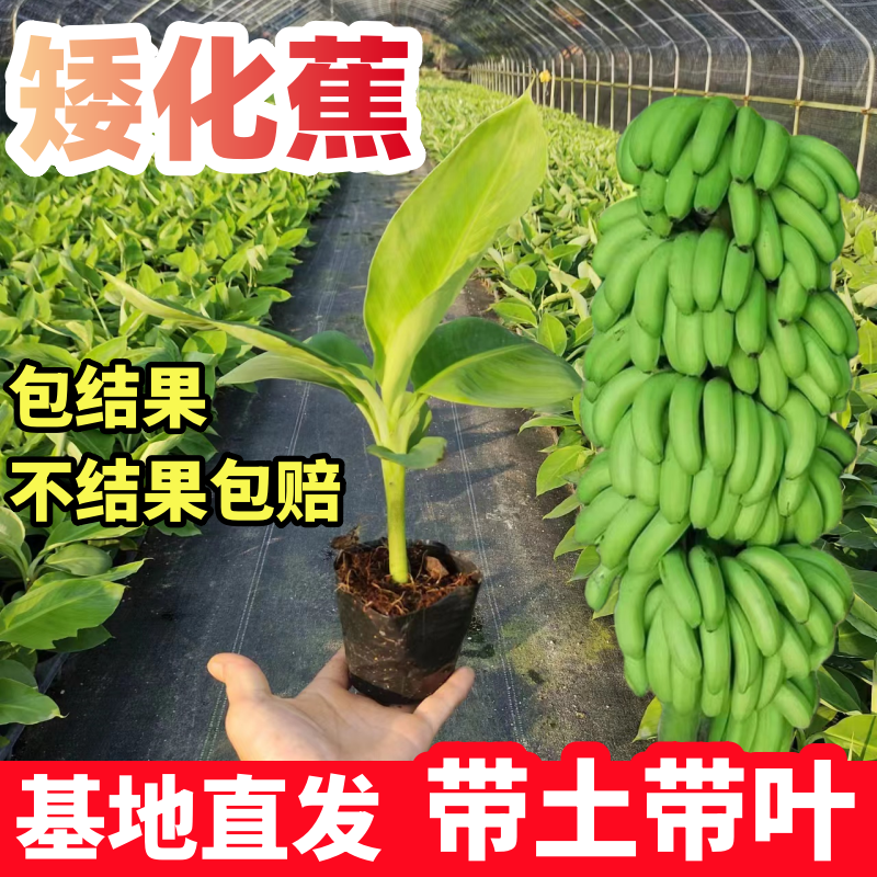 香蕉苗巴西蕉中蕉9号矮化苹果蕉