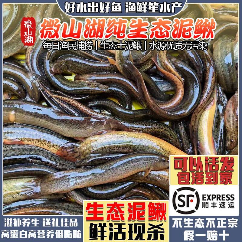 微山湖正宗野捕泥鳅鱼新鲜体活发新鲜现杀活鱼土青鳅黄鳅板鳅顺丰
