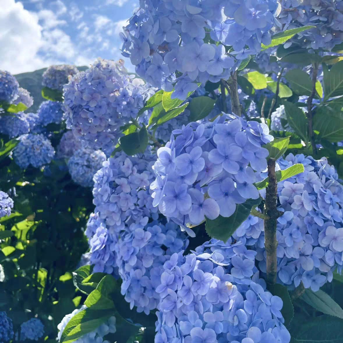 两加仑五加仑大苗三河千鸟有松大海蓝姹紫嫣红绣球花带花苞逃跑新