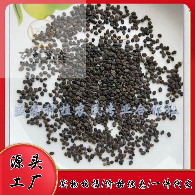 黄芪籽家种黄芪籽甘肃武都家种黄芪籽量大从优产地直供当归