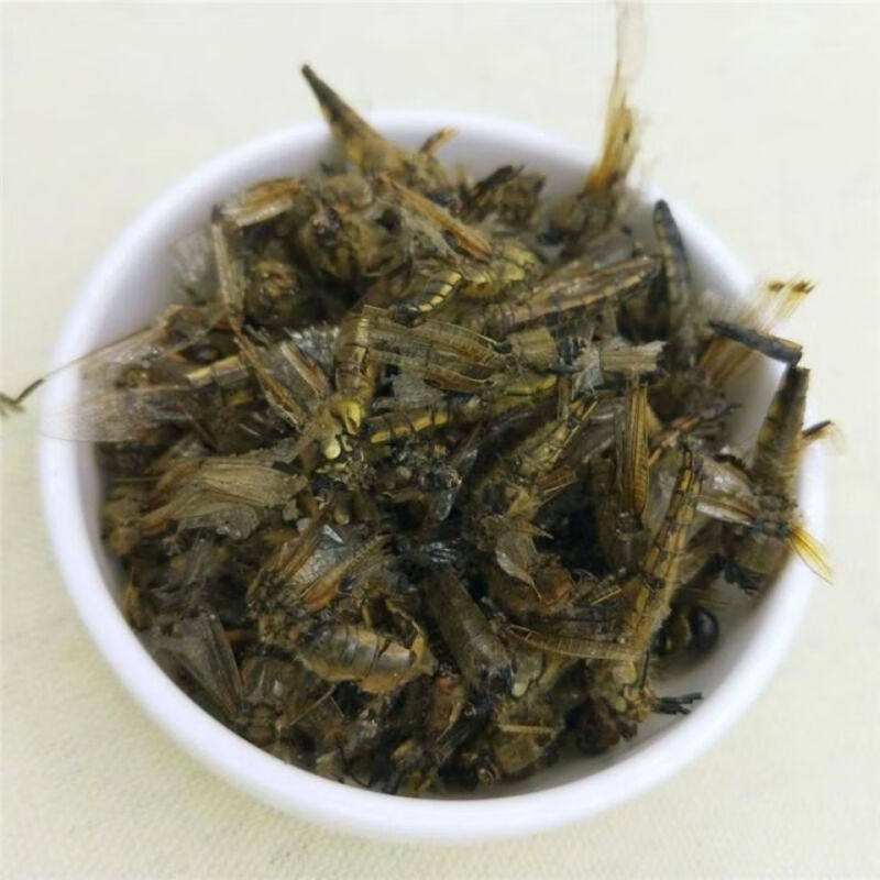 材蜻蜓绿蜻蜓500克装绿色大蜻蜓 蜻蛉 马大