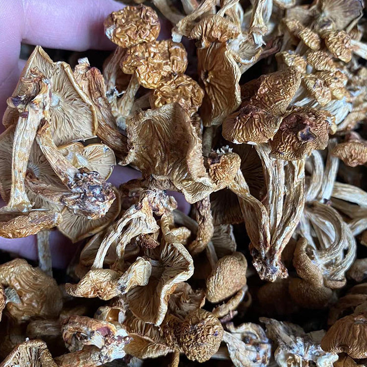 散朵干货滑子菇 食用菌蘑菇250g珍珠菇滑子蘑 厂家