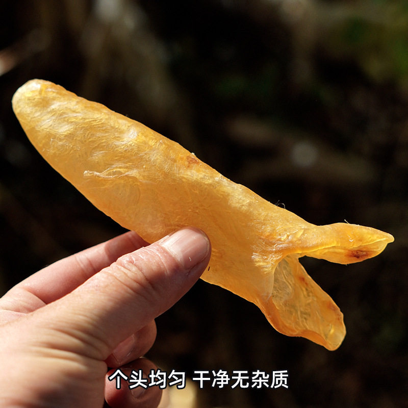 深海黄花胶黄花鱼胶筒正品干货鱼肚鱼鳔孕妇月子女性滋补孕妇礼盒