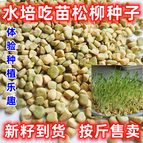 水培松柳芽苗菜种子四季阳台种菜盆菜无土栽培纸上种菜蔬菜种籽孑