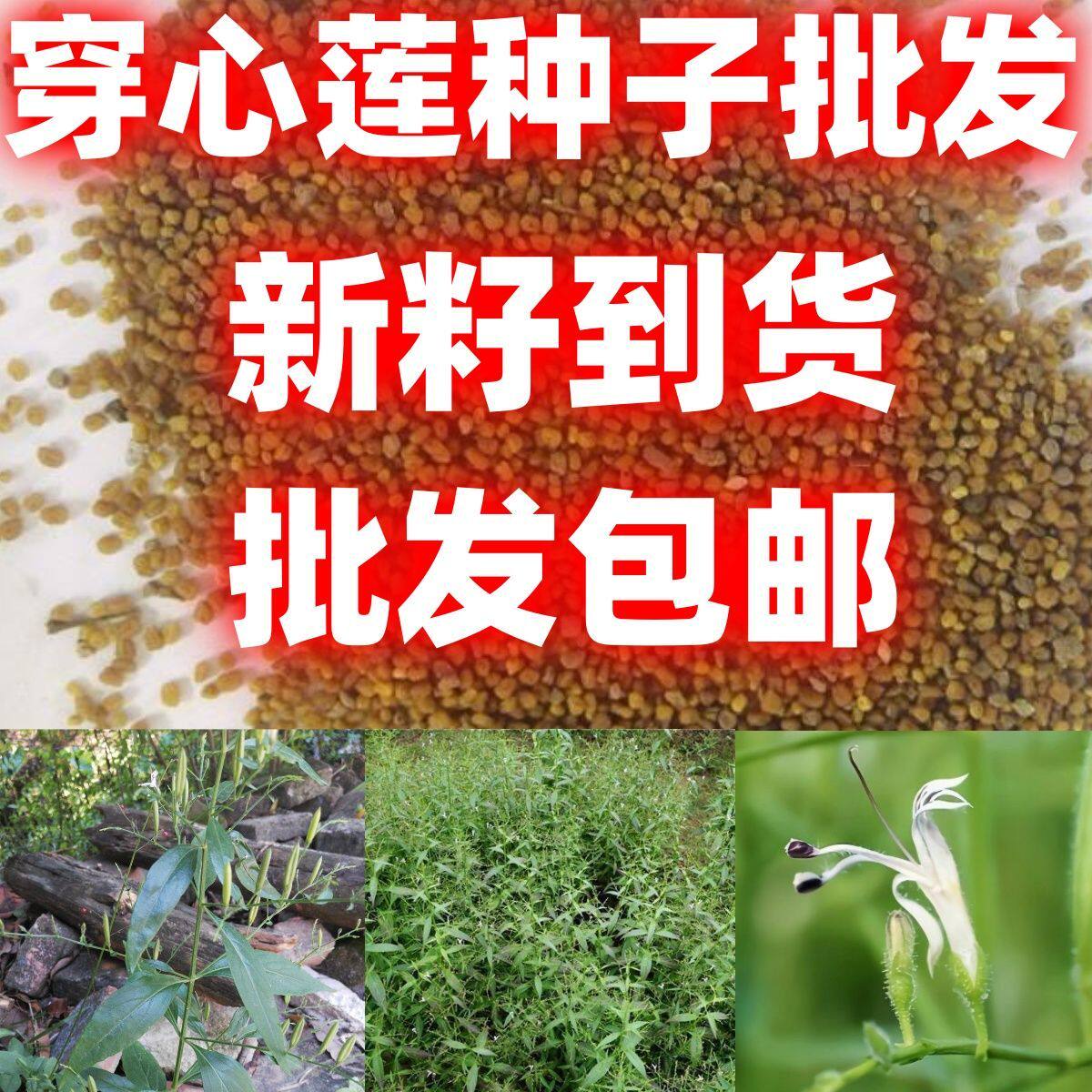 穿心莲种子中草药苦胆草种籽嫩叶简单易种好打理家庭园艺种子