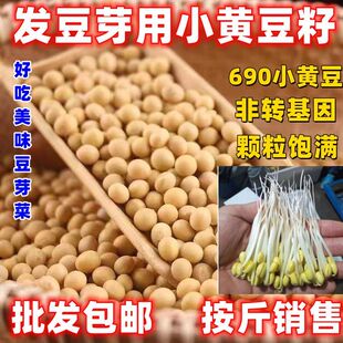 发豆芽用小黄豆种子690小金豆生豆芽种籽水培芽苗菜阳台四季种植