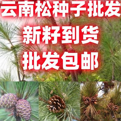 云南松种子飞松种子松树籽松树种子风景树绿化林木种子包邮