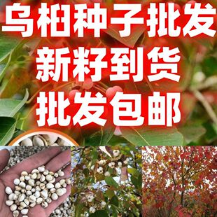 当季新籽乌桕树种子籽腊子树种子红叶桕子树种子木子树籽种子