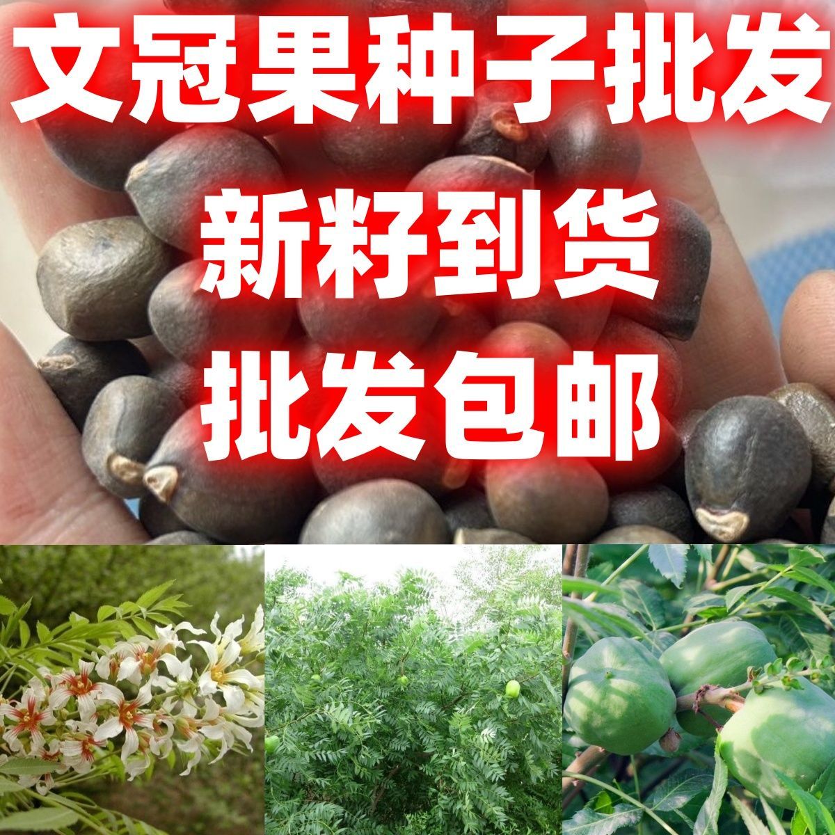 新采文冠果种子文冠果树苗种子包邮榨油经济林木绿化植物包邮