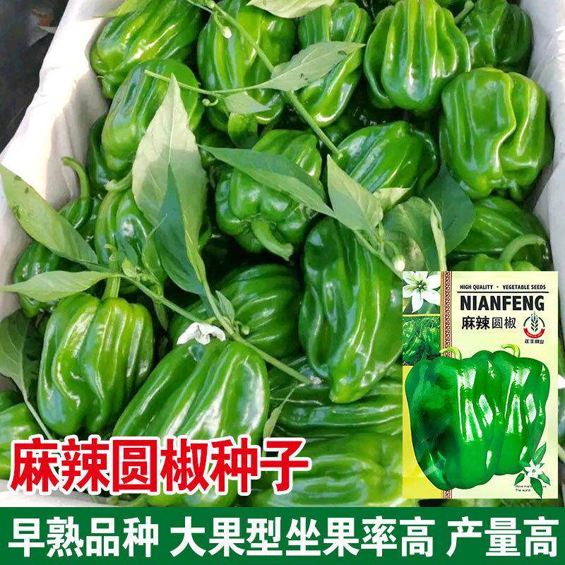 麻辣圆椒种籽灯笼型褶皱青椒种子阳台盆栽蔬菜辣椒种子麻椒方椒彩