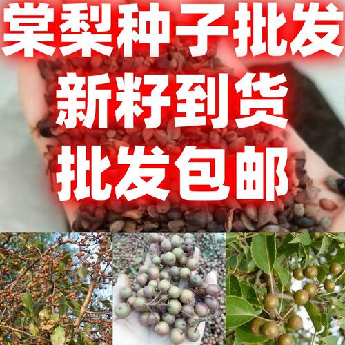 当季新籽棠梨种子海棠梨野生杜梨籽散装观花果树苗木季林木种子