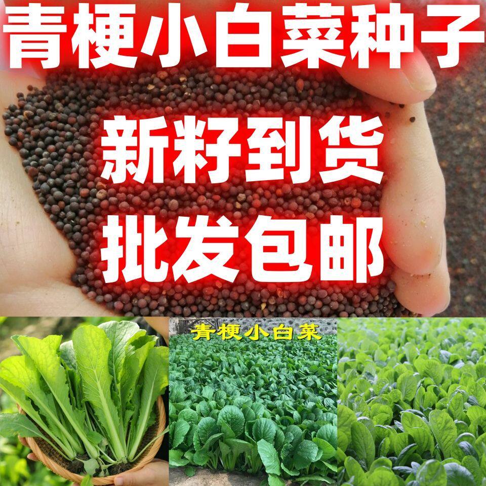 青梗小白菜种子田园阳台庭院小白菜四季小白懒人种植速生包邮