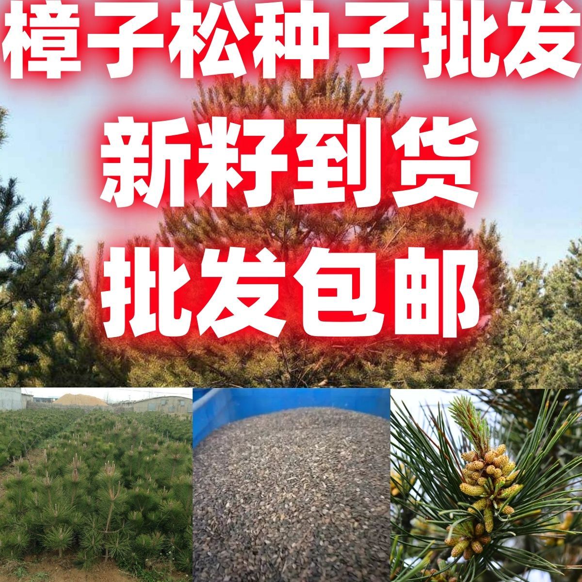 樟子松种子按斤当年新种子西伯利亚松黑河赤松林木树种籽包邮图片