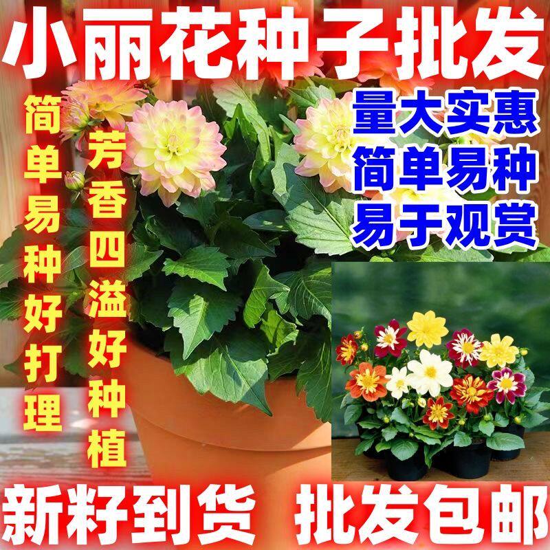 小丽花盆栽种子多年生批发包邮花种籽阳台庭院绿化四季易种花籽